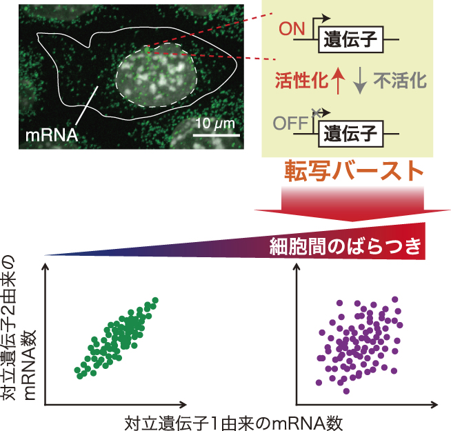 生物物理」誌（学会PDF版） 目次・PDF file閲覧 | 一般社団法人