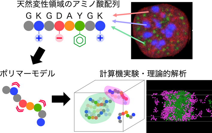 生物物理工学 生物センシング工学 - 光と音による生物計測 - | コロナ社