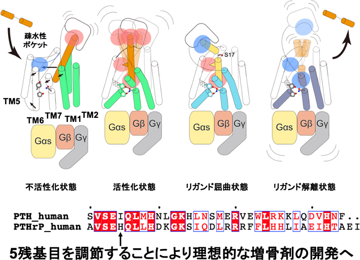 生物物理」誌（学会PDF版） 目次・PDF file閲覧 | 一般社団法人 日本