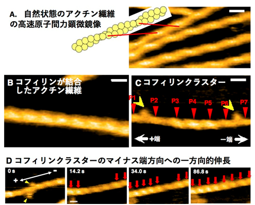 アクチン 一般社団法人 日本生物物理学会 アクチン 一般社団法人 日本生物物理学会