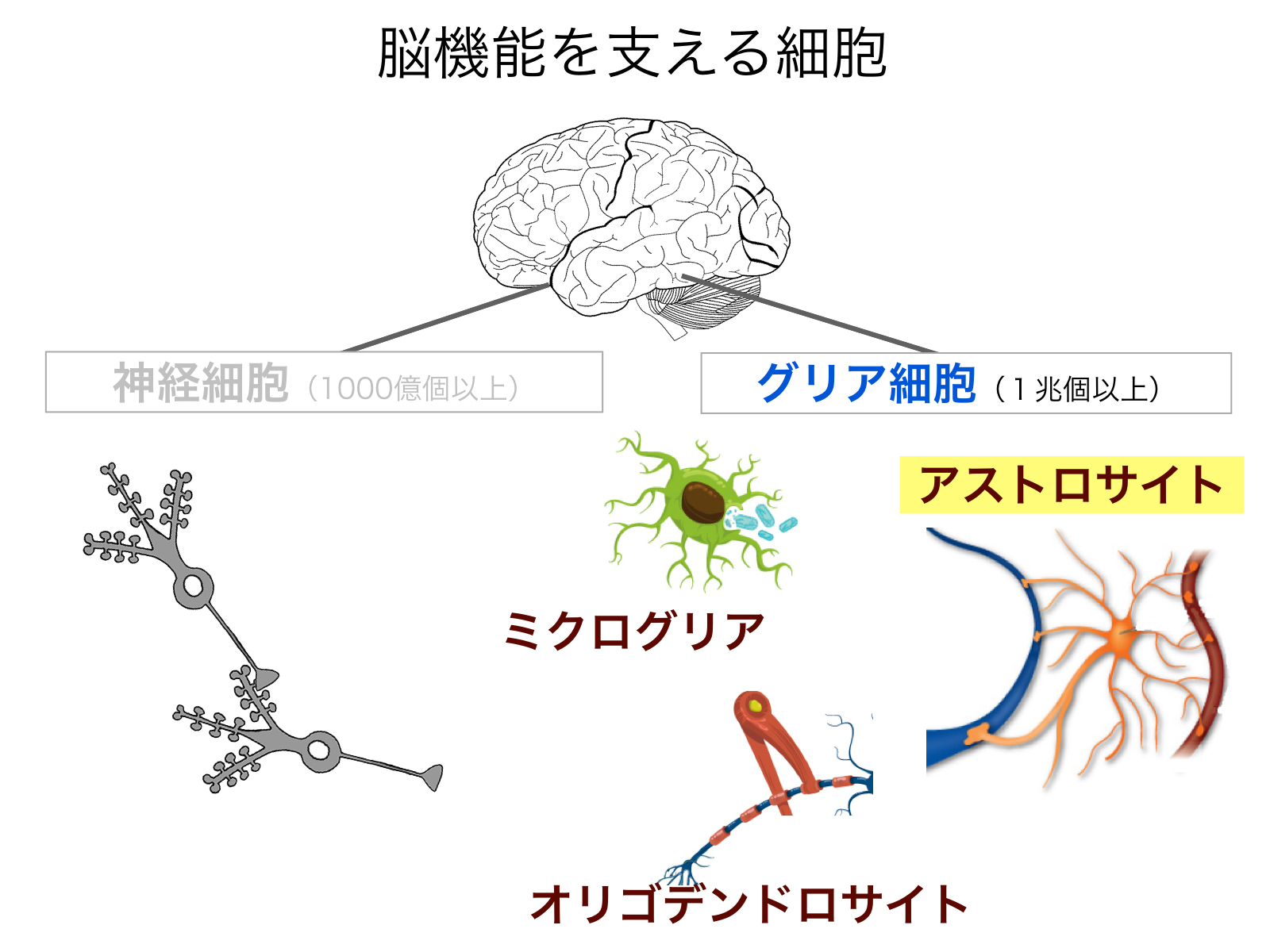 グリア細胞 一般社団法人 日本生物物理学会