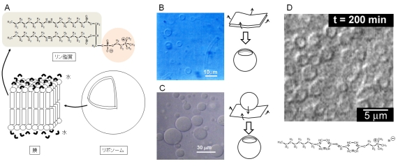 リポソーム｜一般社団法人 日本生物物理学会