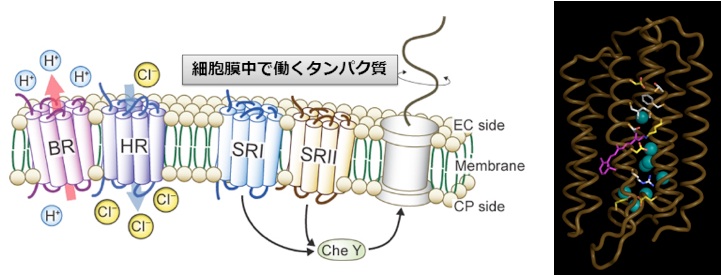 膜タンパク質 一般社団法人 日本生物物理学会