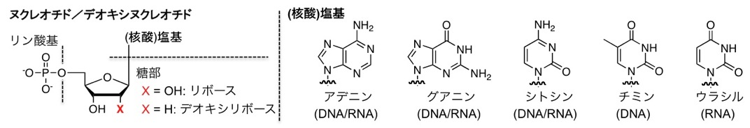 核酸構造 一般社団法人 日本生物物理学会