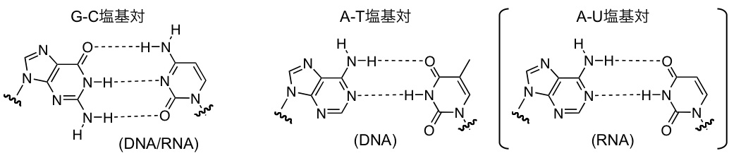核酸構造 一般社団法人 日本生物物理学会