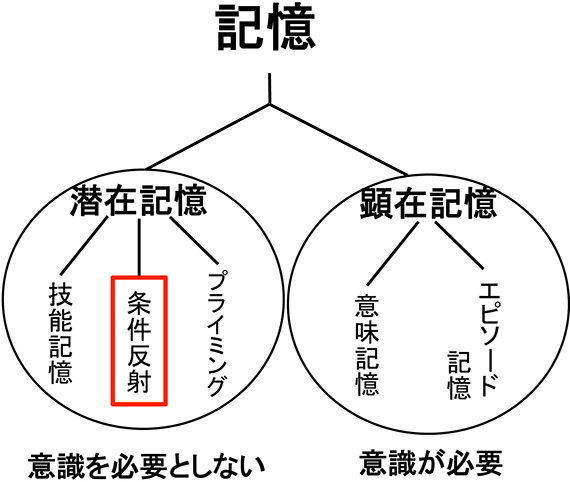 記憶 学習 思考 一般社団法人 日本生物物理学会