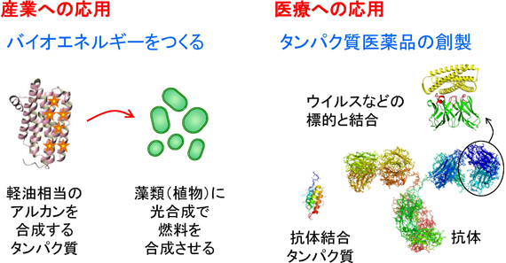 タンパク質工学｜一般社団法人 日本生物物理学会